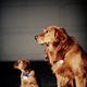 Illustration for article titled Shooting Challenge Pets Gallery 4